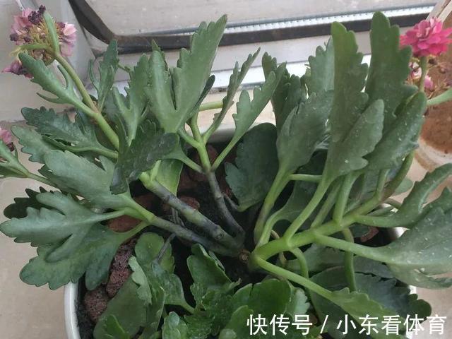 叶子|10种花要控水，天热反而不能浇，一浇水就死