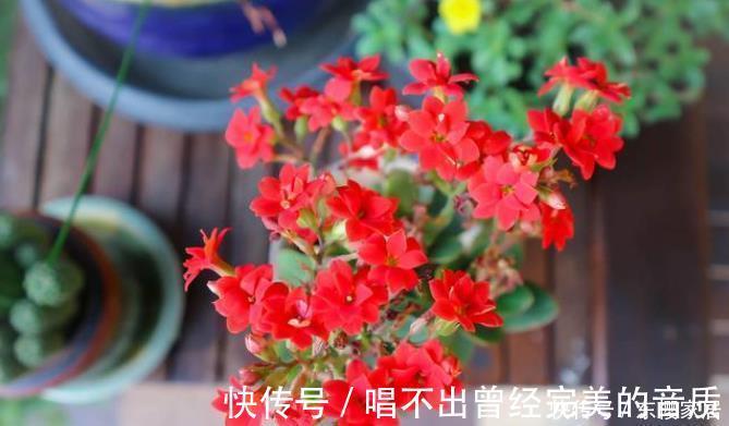 阳台|封闭阳台养5种花,不容易黄叶落叶,开花还很漂亮