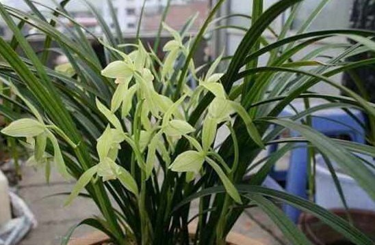 这5种花耐阴又好养,净化空气一级棒,家里养1盆,异味都消失