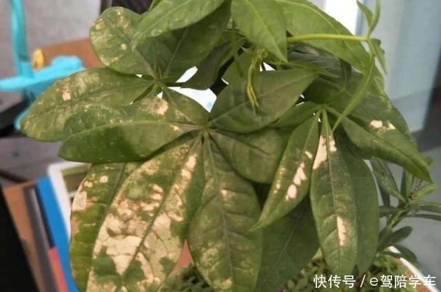 公认难养的6种花,新手慎买,养不活还浪费钱!
