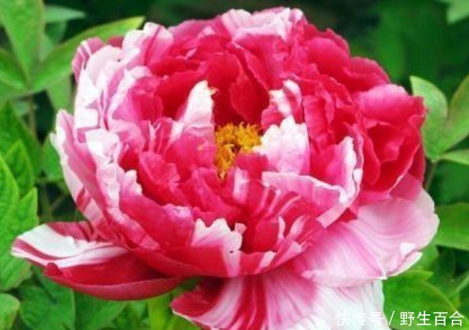 养花就养这几款,全年开花不停,开花多,轻松爆成花海!