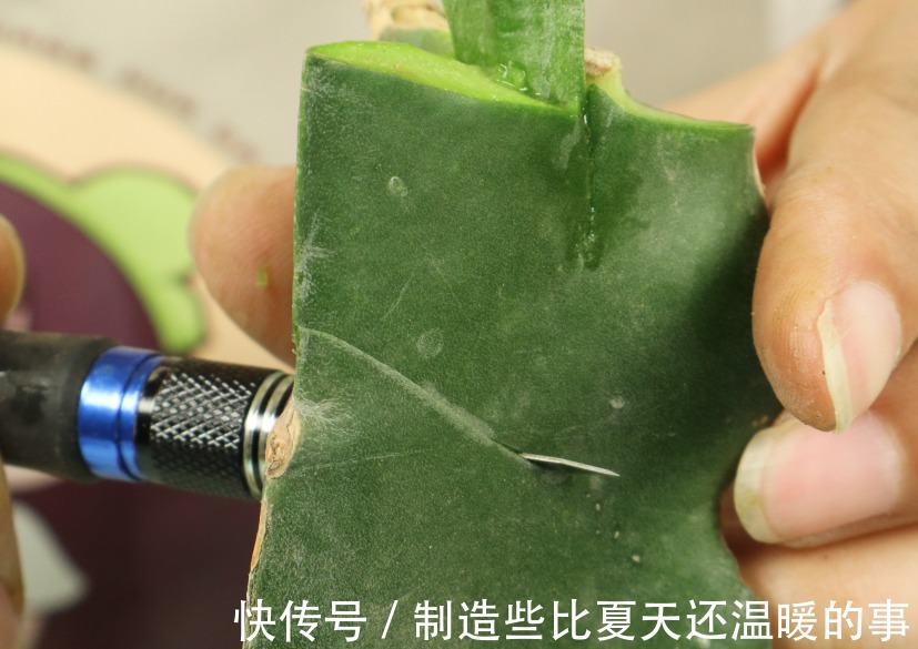 养护蟹爪兰,要注意8个要点,才能开出仙气飘飘花