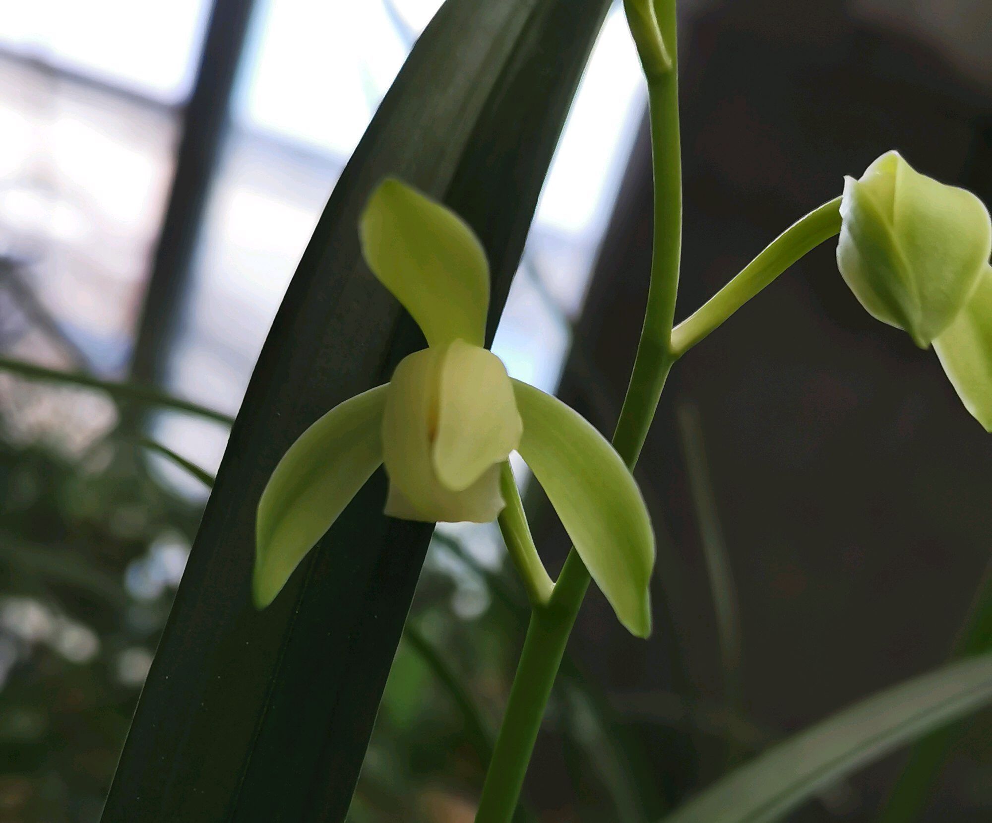 浇水|苔藓养兰花的2个妙用,保湿透气又促根,很快冒出水晶头