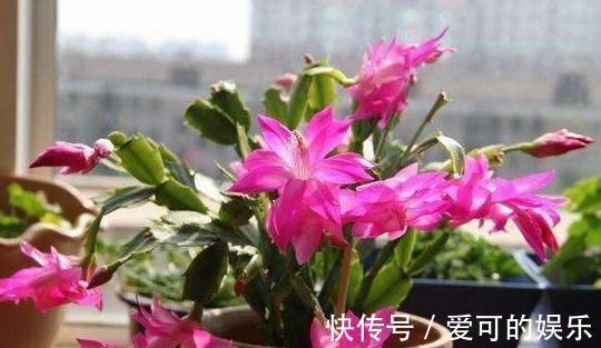 冬季扦插2种花，剪个枝插盆里，学会此样做，来年长势凶