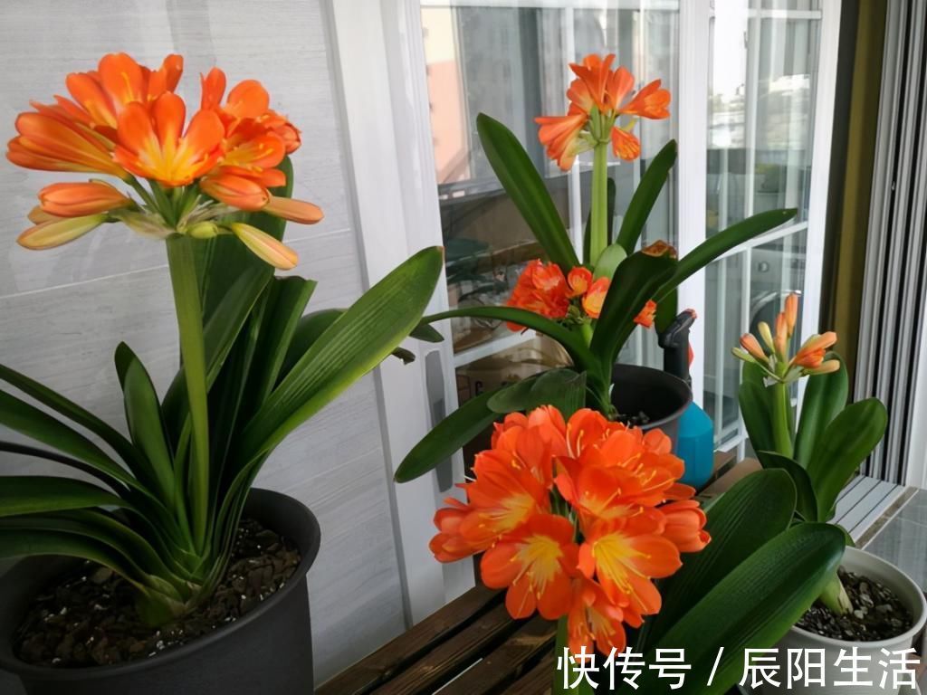 君子兰捏着“硬邦邦”?不是“有喜”了,就是满盆“肉虫子”