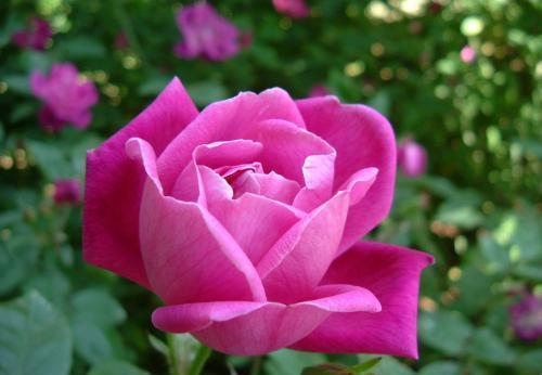 有的植物冬季开花不好，可能活不过冬天！我们该怎么办呢？