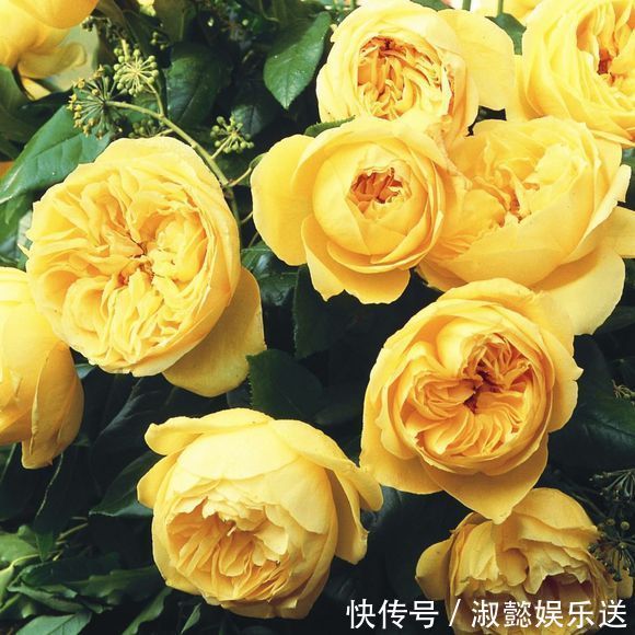 爆盆|适合新手的月季修剪方法,6张图就明白原理,开花爆盆就这么简单