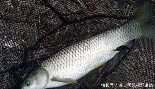 哪几种|“四大家鱼”指的是哪几种鱼为什么鲤鱼上不了榜!