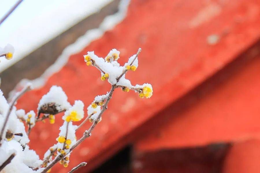 初雪中的济南南郊宾馆|镜头下 | 初雪