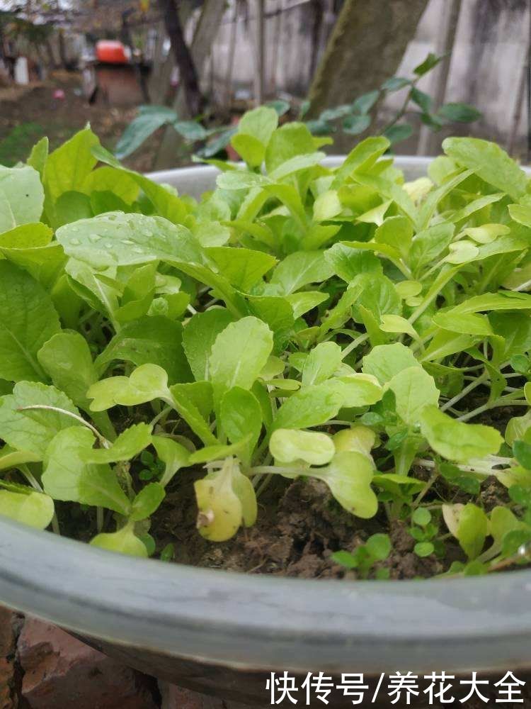 家里的快递盒子别丢掉，拿来养花效果好，还特省钱