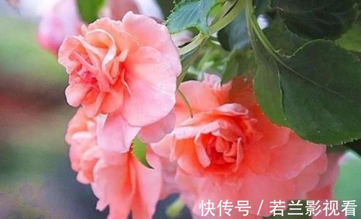 几种花卉好养易活，花期长达300天，花开爆盆美如花