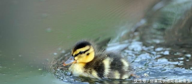 题写|元代才子画了一只鸭子,画不怎么出名,上面题写的诗却成为了经典
