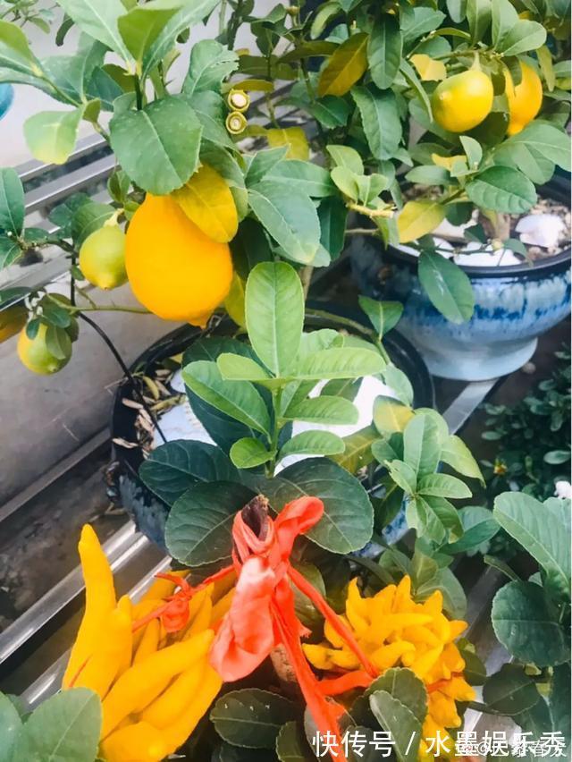 6种杀菌花，杀菌去异味，家里空气更干净！