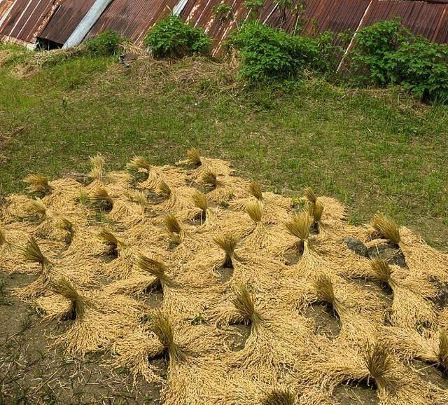 晾晒|自家晾晒的稻谷被偷，兄弟晚上蹲守，发现偷的人傻住