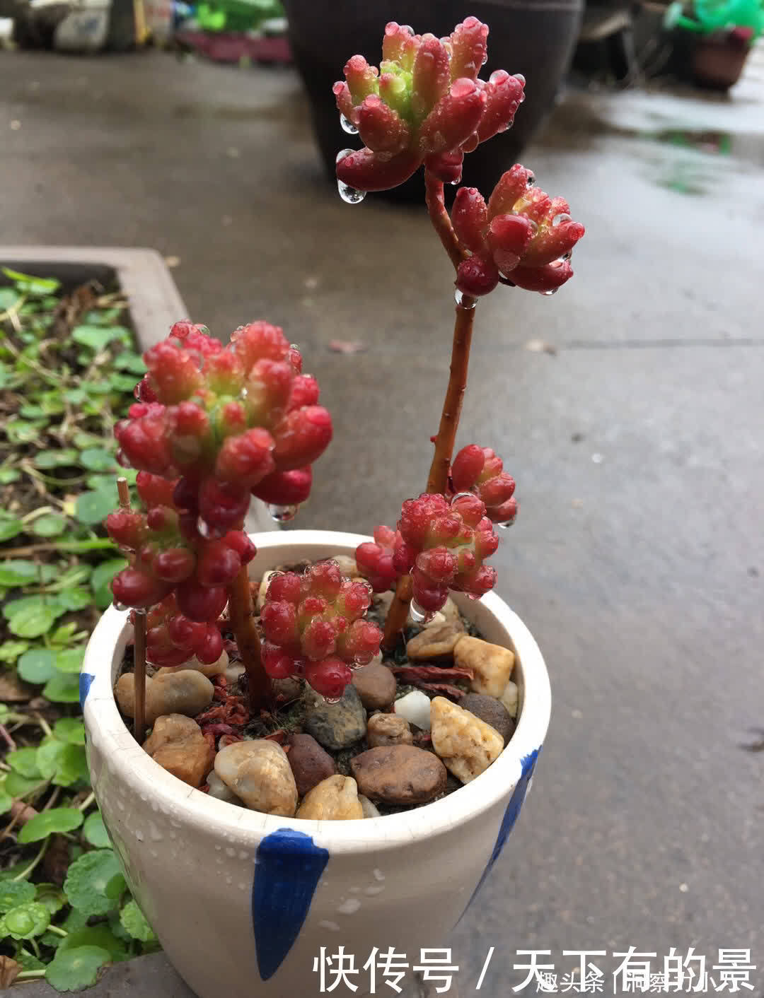 这“三多肉”太强悍，“叶片掉落”就能生根，轻松繁殖出一大片