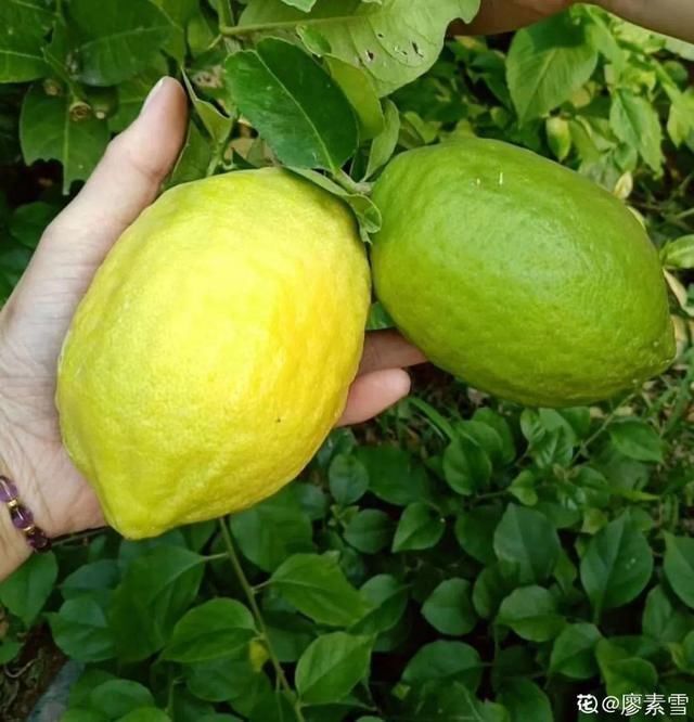 夏天养花,这个地方千万别摆,否则3天死翘翘