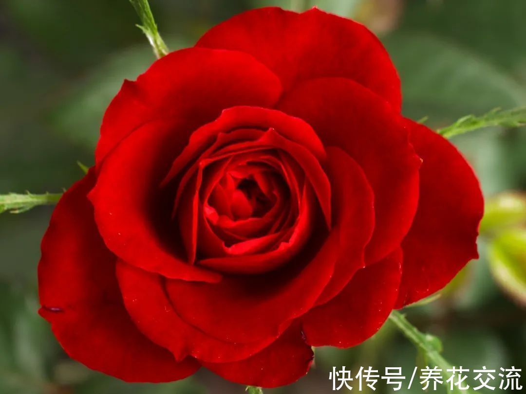 光棍树|记住这5种花的花语,光棍节更容易脱单,送花也不会迷惘