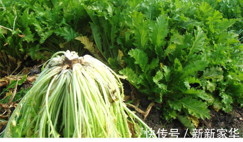 生菜|脂肪“讨厌”的5种食物，每天敞开吃，燃脂瘦身，变身衣架子