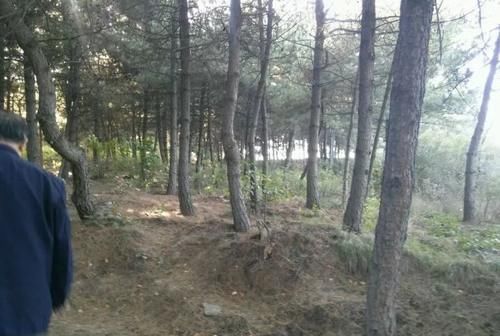 松针土|如果你有5个“坏习惯”,恭喜你,是养花高手!