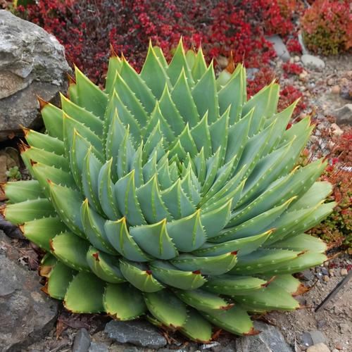 芦荟中的“女王”，价格不菲很少见，做好2点叶片肥厚“转圈圈”