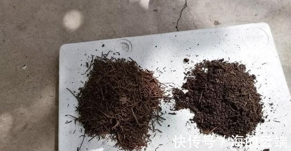 君子兰萎靡不振该怎么办?用完这3样肥料,植株马上变精神
