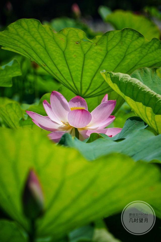 蓝湛@琴笛啸九天48|蓝湛耍起嘴皮子,就没魏婴什么事了