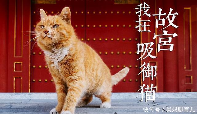 故宫有191只猫,网友争着撸。故宫:别急,还有18只瑞兽