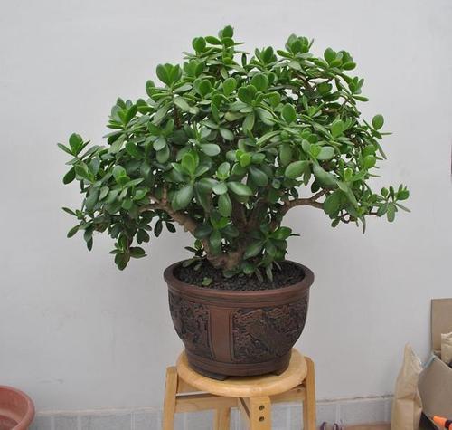 玉树栽种在家吉祥吗秋冬季养护玉树要注意什么