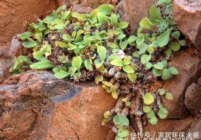 南非|来自南非的奇异块根,叶子比花还美的多肉植物
