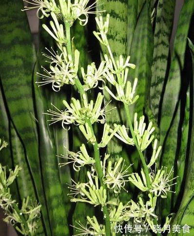 秋养虎皮兰,做好3个关键点,虎皮兰也能开花