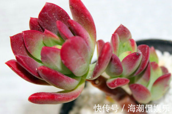 叶片|生命力强大的九种多肉植物，新手入门备的几个品种