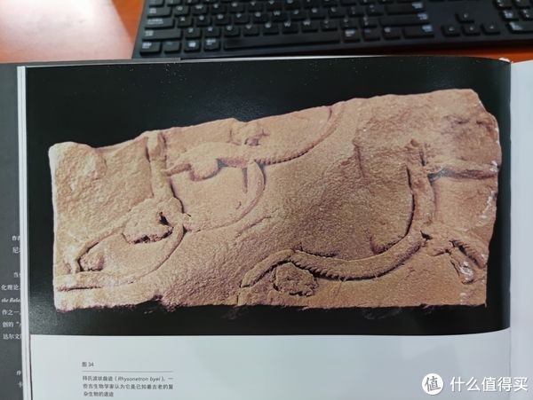 图书馆#图书馆猿の2021读书计划60：《灭绝与演化：化石中的生命全史》