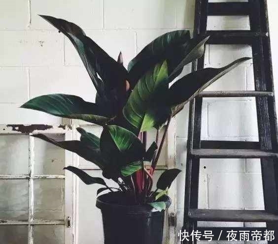 叶子|给盆栽花卉喂点这种肥水,一年四季生机勃勃,还能防病虫害