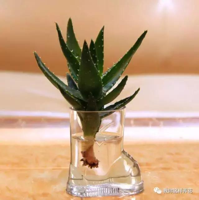 土生根|4种花放水里猛长根,比土培好养100倍,一分钱不花,还很漂亮!