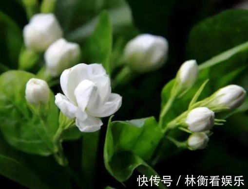 想有女人味，无需喷香水，家里养上“3种花”，身上弥漫缕缕花香