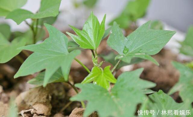 红薯|秋天剪下1根红薯藤,插盆土里,一个冬天吃不完,收获一茬又一茬