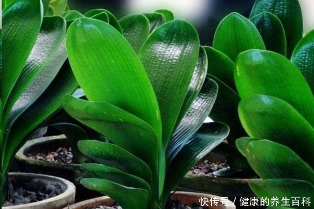 养护|想要君子兰长得快,做好这几个要点,不断长出新叶!