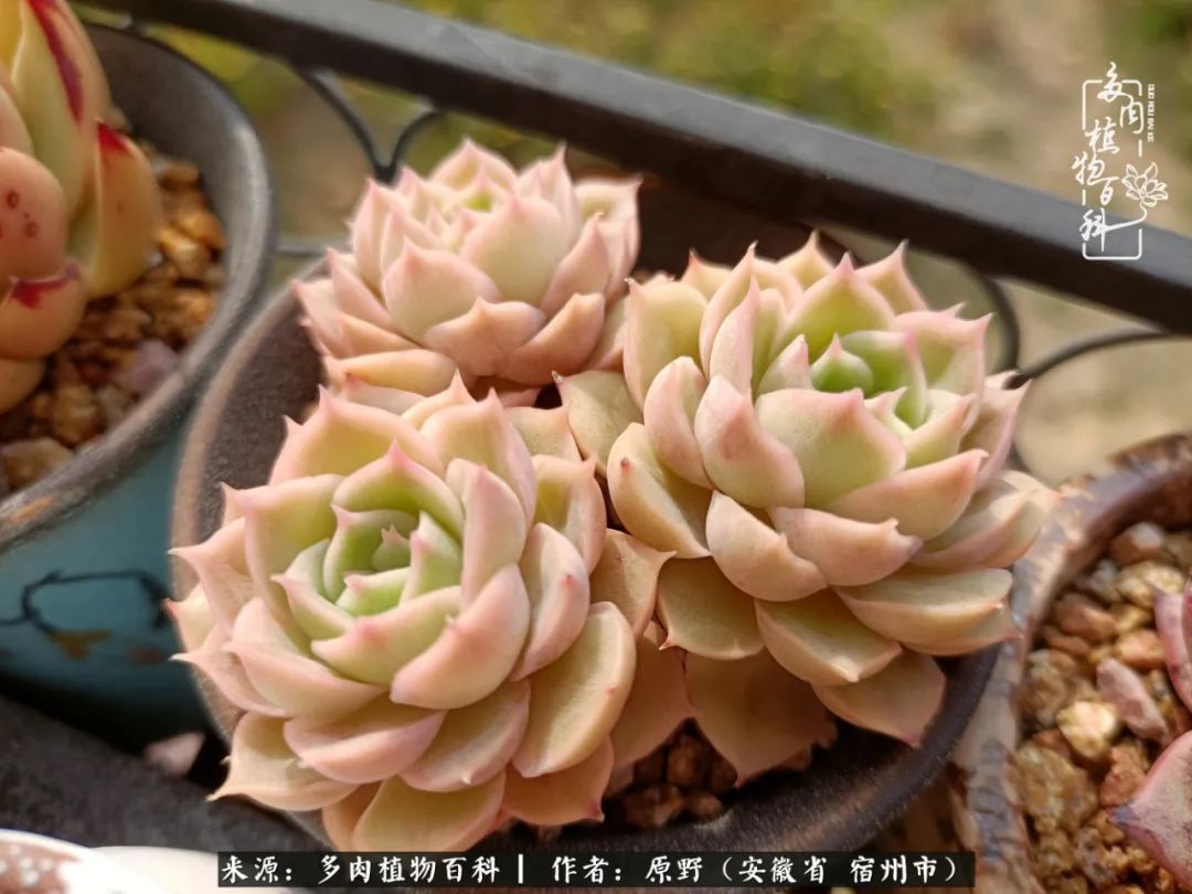揭秘那些干净又温暖的多肉照片从哪里来