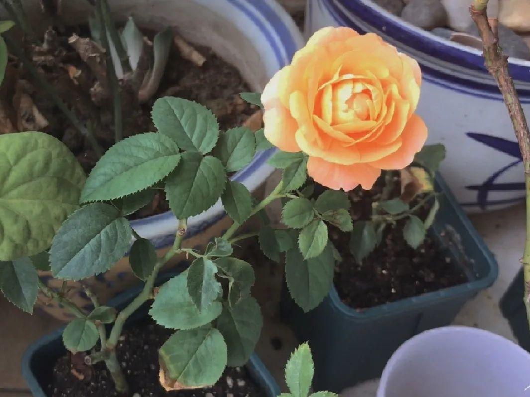 花苞|公认难养的花,养一盆死一盆,从来没有养活过!