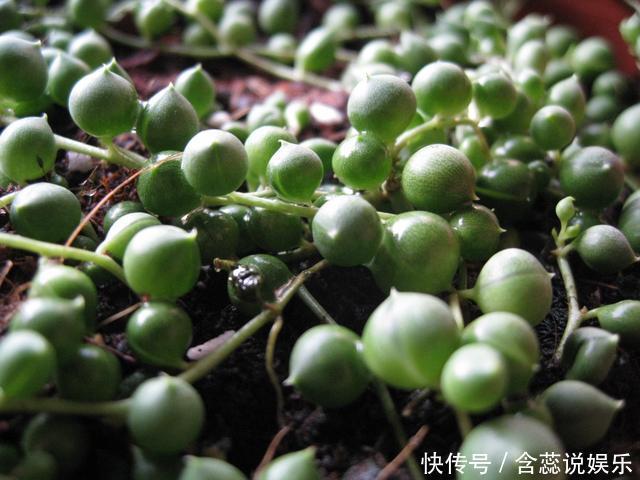 吊兰品种多样,只养一种太亏了,家里多放几盆,净化空气开小花