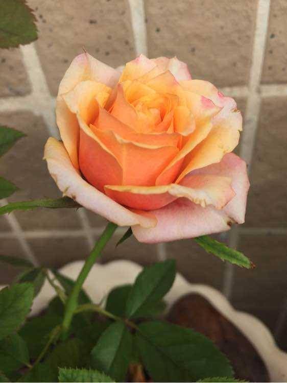 又美又香的月季花,还没入手太亏了,花期可是几百天