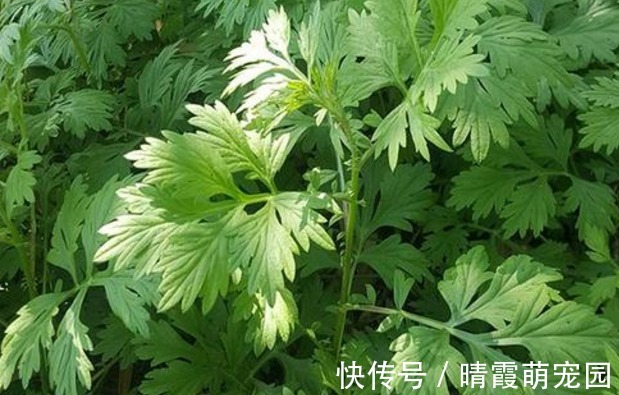 经血|女性月经“毒血”淤积,吃3种食物,清理毒素,润养子宫