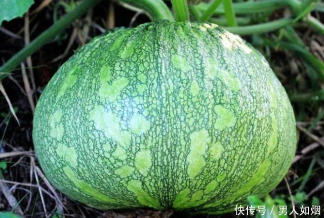  南瓜|常见的南瓜也有食用禁忌，以下人群尽量不要吃，不妨来学习一下