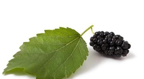 荞麦|桑叶能降血糖已经被证实,但这样吃桑叶,降血糖的效果更快