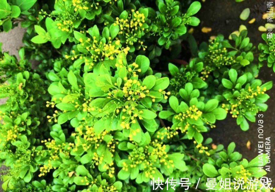 米兰这么养,疯狂冒新叶,开花香又多
