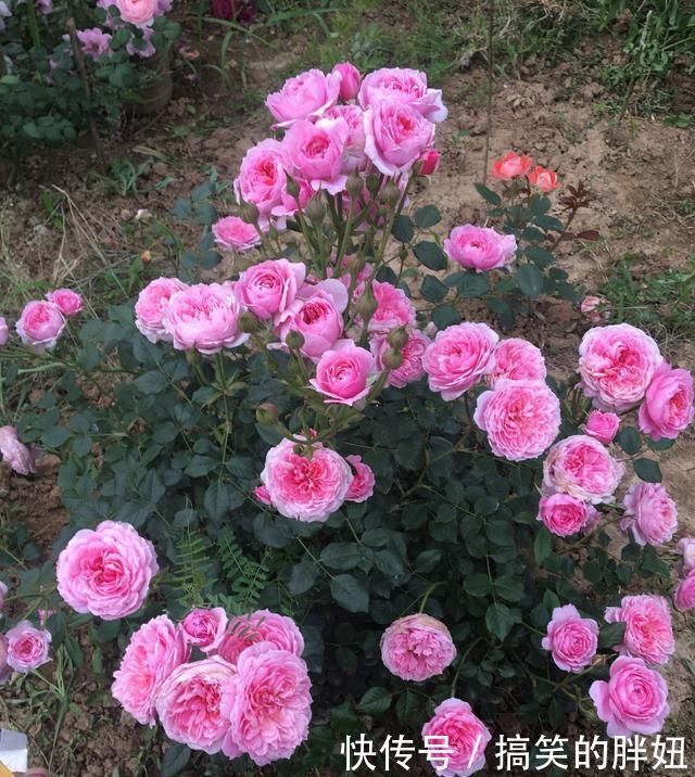 花期最长的盆栽花，全年都开花，漂亮又芳香，养护容易，值得栽培