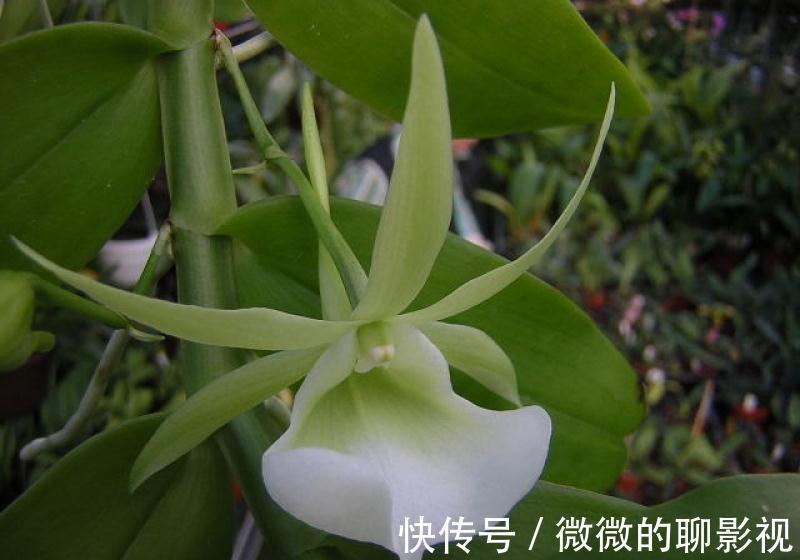 养花试试这款,花很奇怪,看起来像婴儿在襁褓中