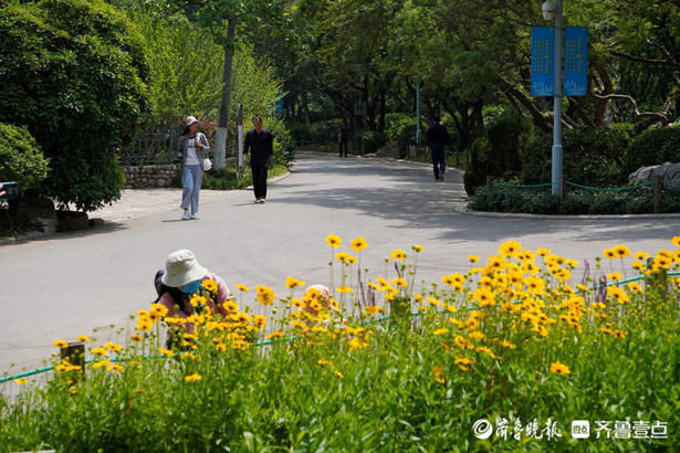 齐鲁|花开齐鲁｜惊艳绽放！济南泉城公园金鸡菊开，承包你的醉美初夏