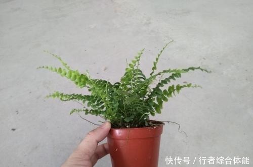 吊兰|卫生间放了4盆花,味道立马不一样,除异味空气清新,叶绿油亮!