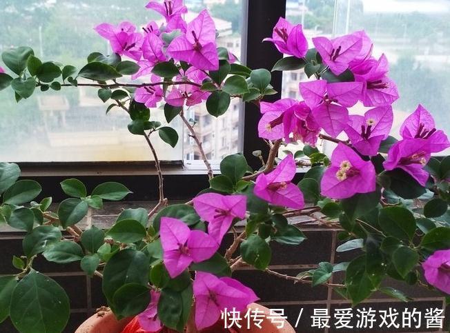 三角梅长势差,不开花,定期浇点发酵水,注意3点,开花多